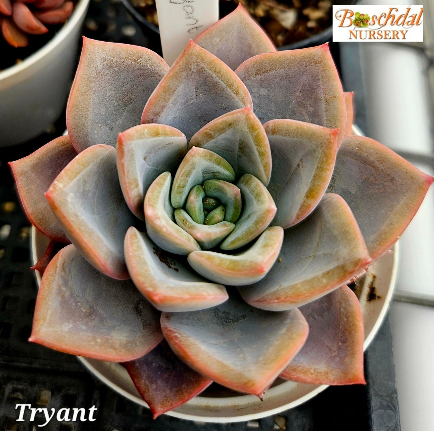 Echeveria Tryant Echeveria Tryant