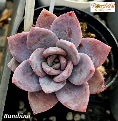 Bambino Small Bambino Small