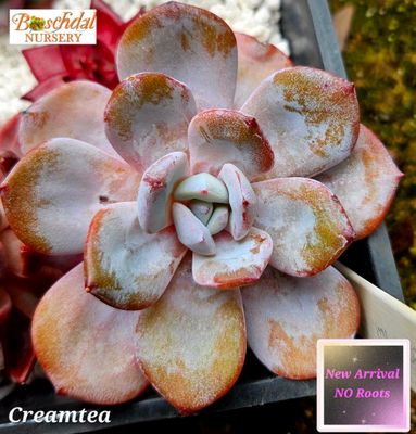 Echeveria CreamTea NEW NO ROOTS Echeveria CreamTea NEW NO ROOTS