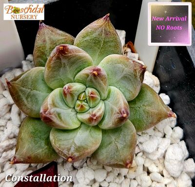 Echeveria Constellation NEW NO ROOTS Echeveria Constellation NEW NO ROOTS