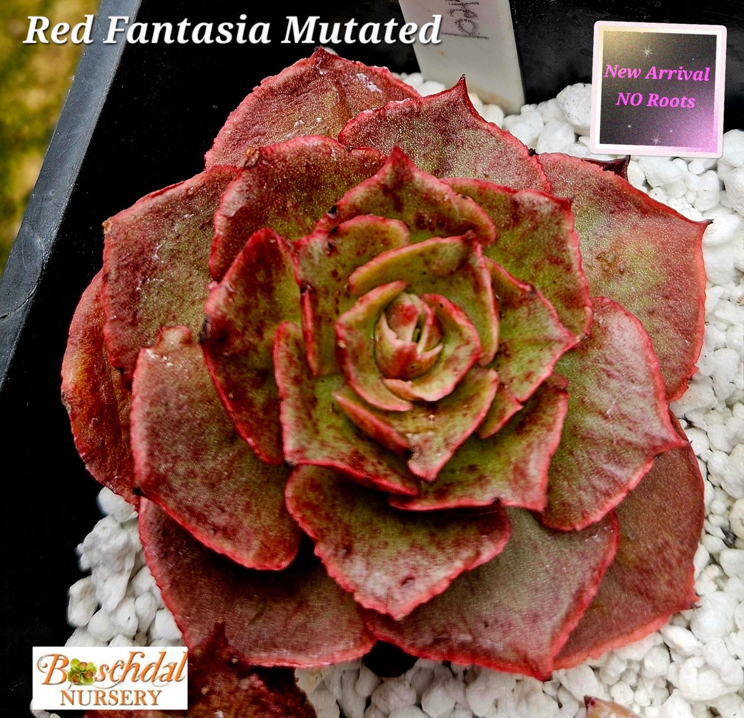 Echeveria Red Fantasia Mutated NEW NO ROOTS Echeveria Red Fantasia Mutated NEW NO ROOTS