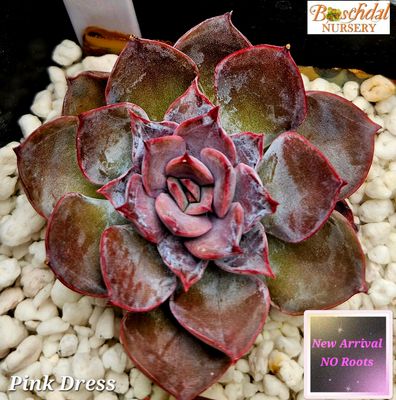 Echeveria Pink Dress NEW NO ROOTS