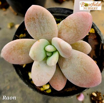 Graptopetalum Raon Graptopetalum Raon
