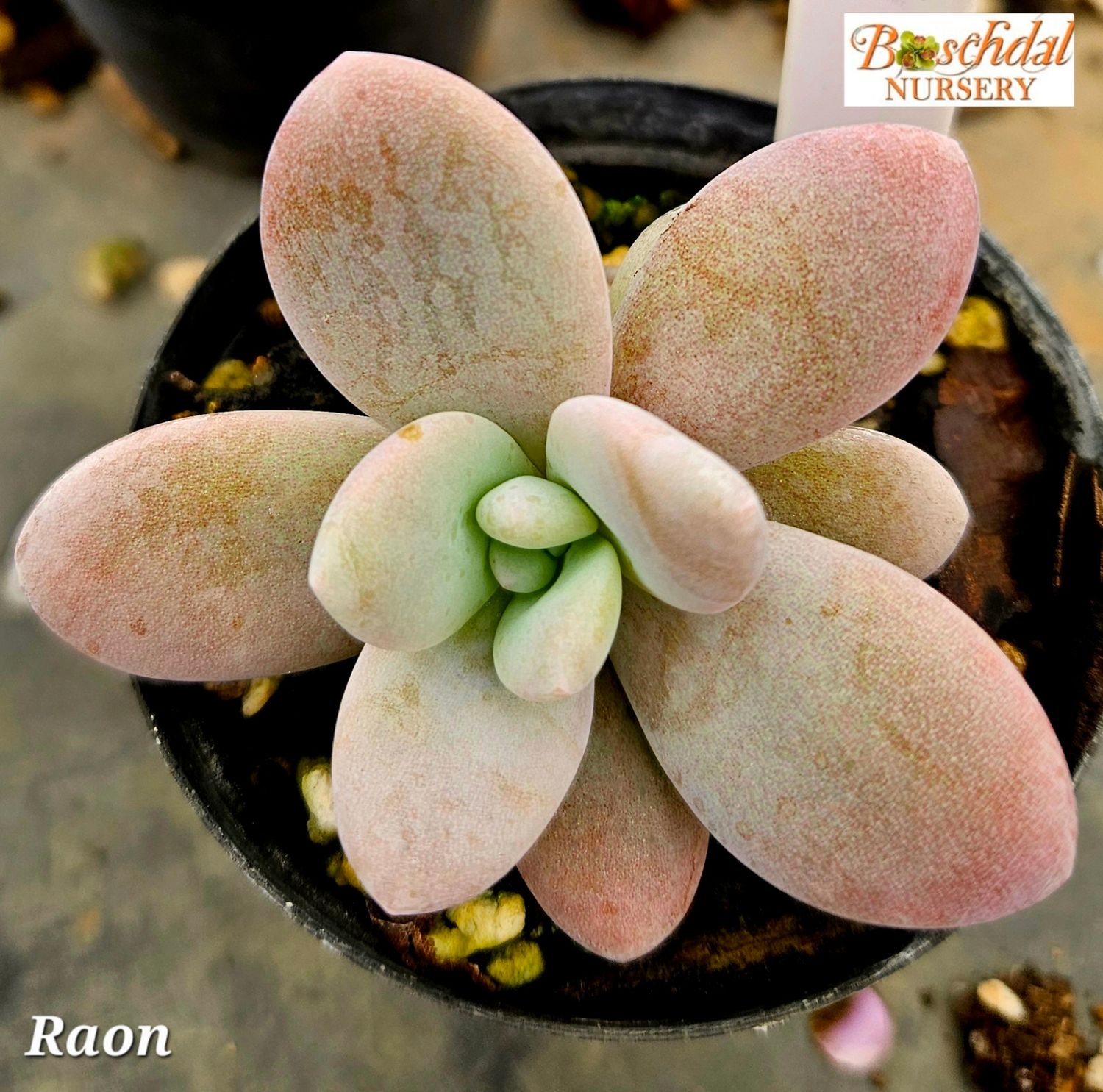 Graptopetalum Raon Graptopetalum Raon