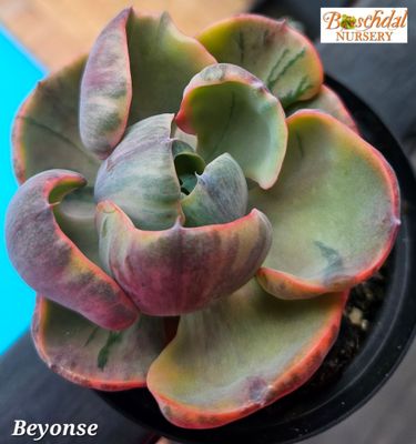Echeveria Beyonse Echeveria Beyonse