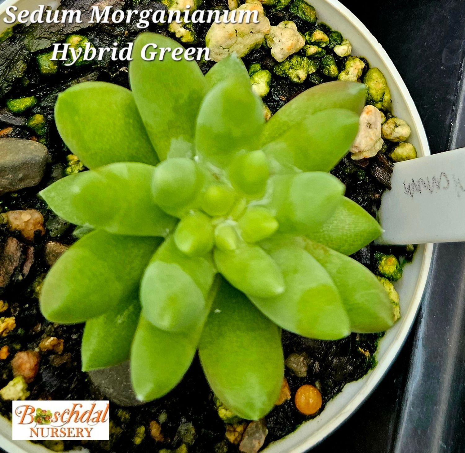 Sedum Morganianum Green Sedum Morganianum Green