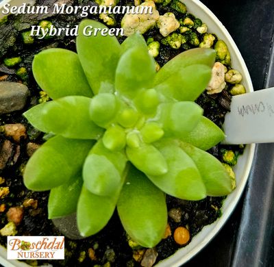 Sedum Morganianum Green Sedum Morganianum Green