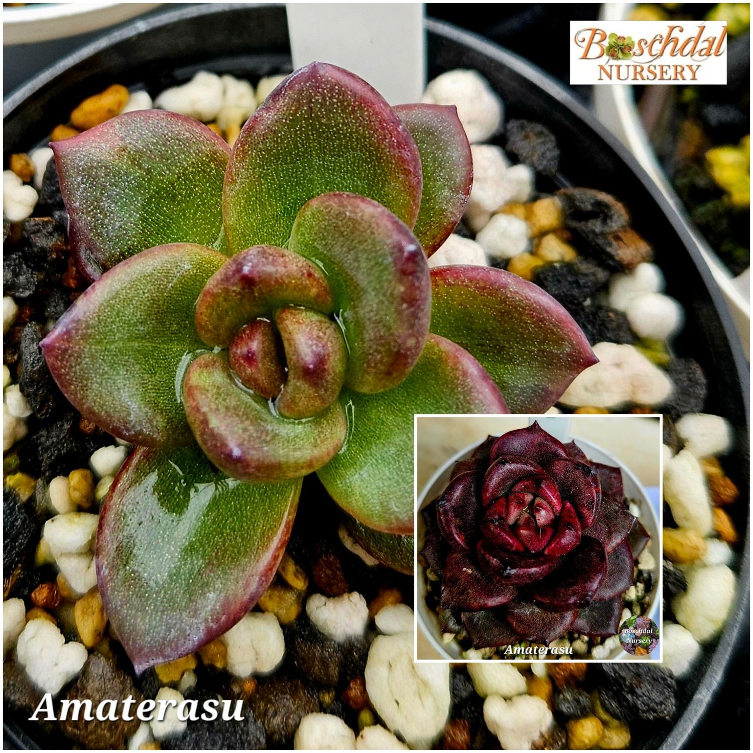 Echeveria Amaterasu Echeveria Amaterasu