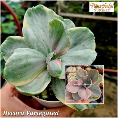 Echeveria Decora Variegated Echeveria Decora Variegated