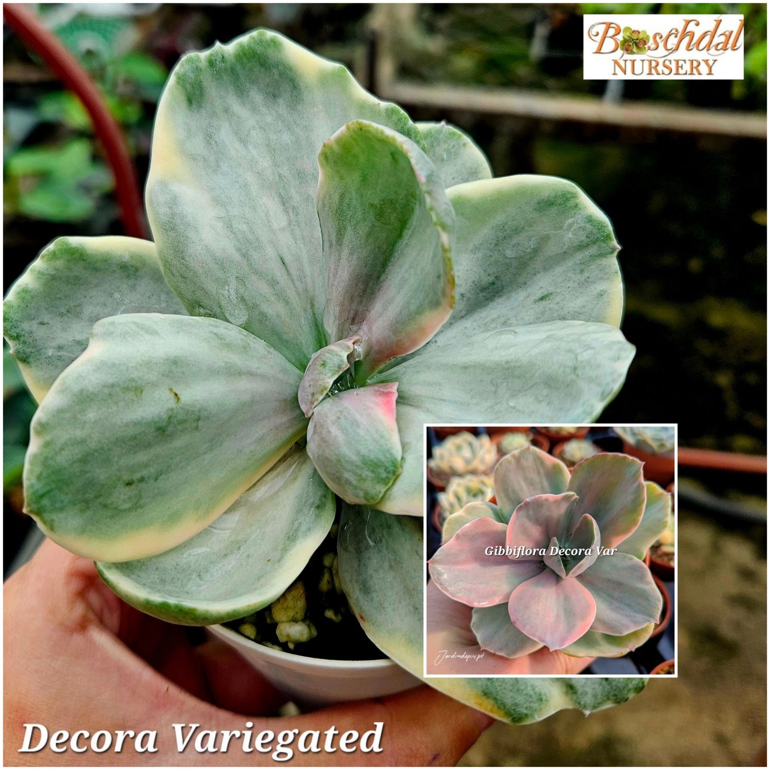 Echeveria Decora Variegated Echeveria Decora Variegated