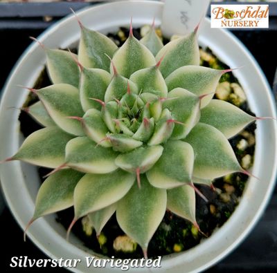 Silverstar Variegated Silverstar Variegated