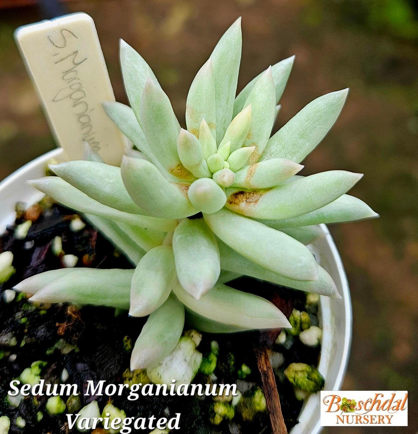 Sedum morganianum Variegated Sedum morganianum Variegated