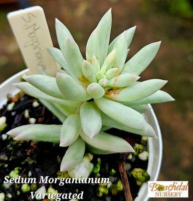 Sedum morganianum Variegated Sedum morganianum Variegated
