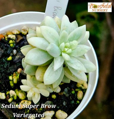 Sedeveria Super Brow Variegated Sedeveria Super Brow Variegated