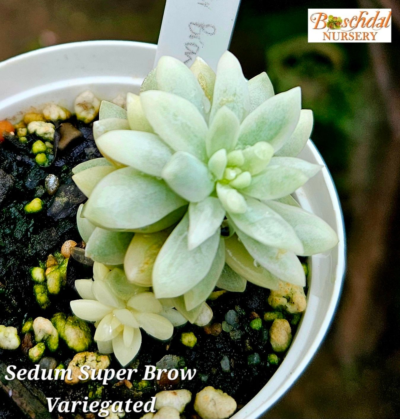 Sedeveria Super Brow Variegated Sedeveria Super Brow Variegated