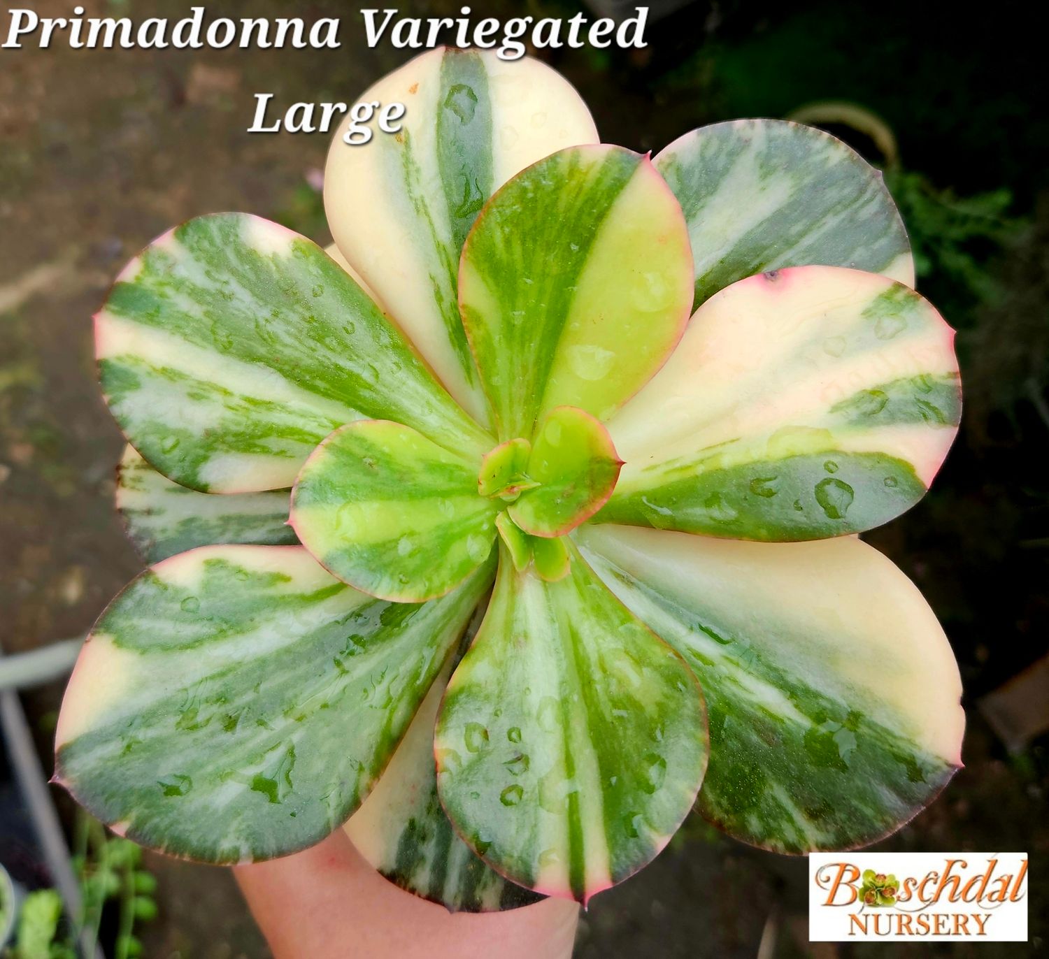 Echeveria Primadonna Variegated Echeveria Primadonna Variegated