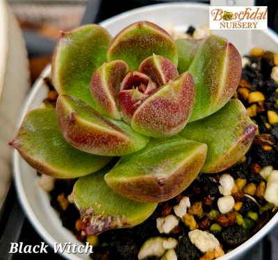 Eceheveria Black Witch Eceheveria Black Witch