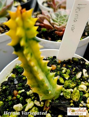 Hernia Variegated Hernia Variegated