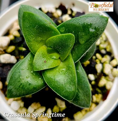 Crassula Springtime Green Crassula Springtime Green