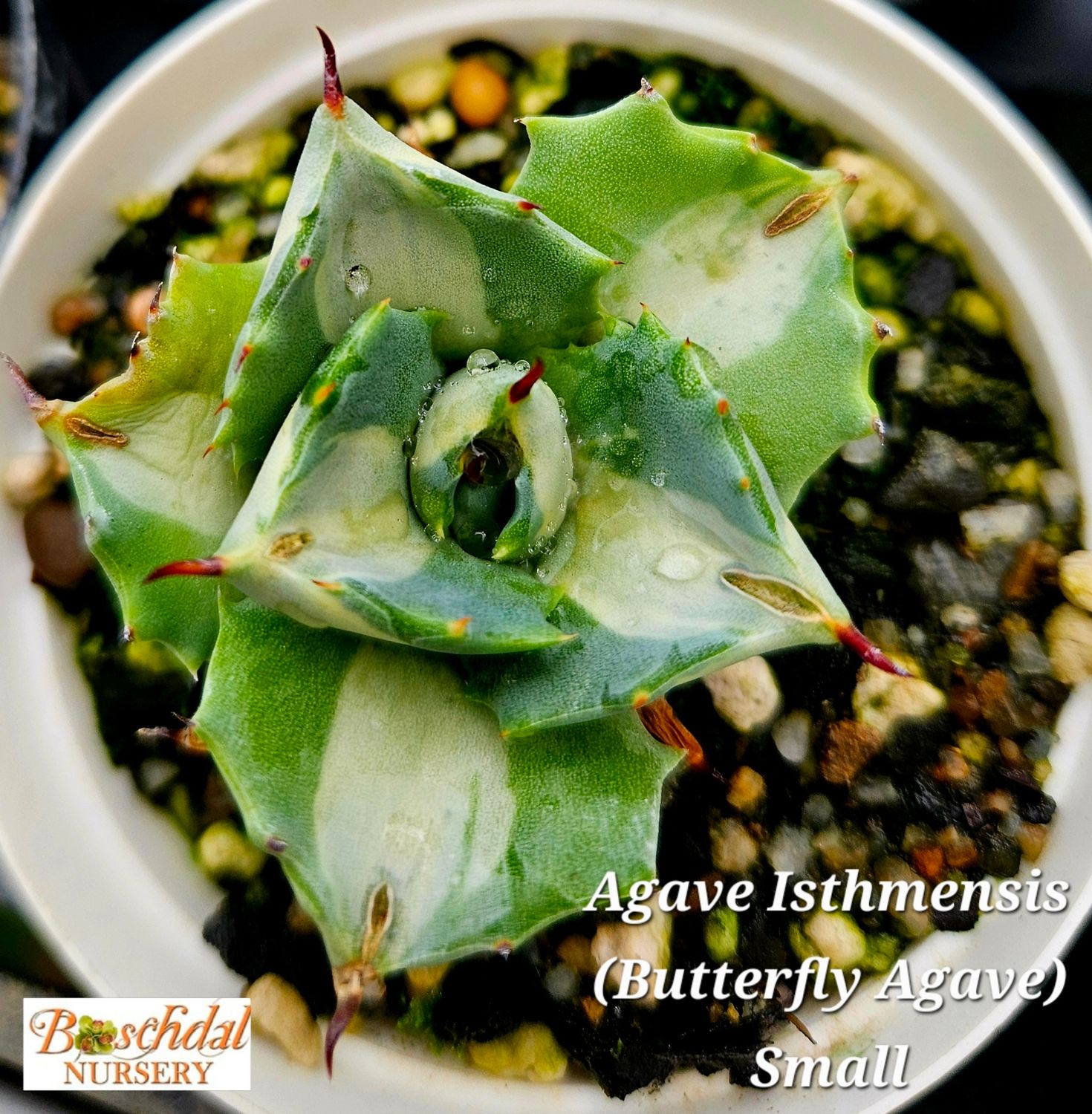Agave Isthmensis Variegata (Butterfly Agave) small Agave Isthmensis Variegata (Butterfly Agave) small