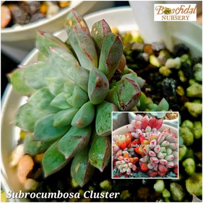 Echeveria Subrocumbosa