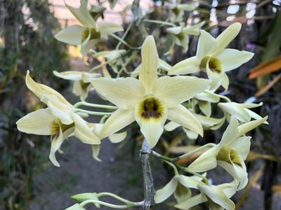 Dendrobium velutinelabrum