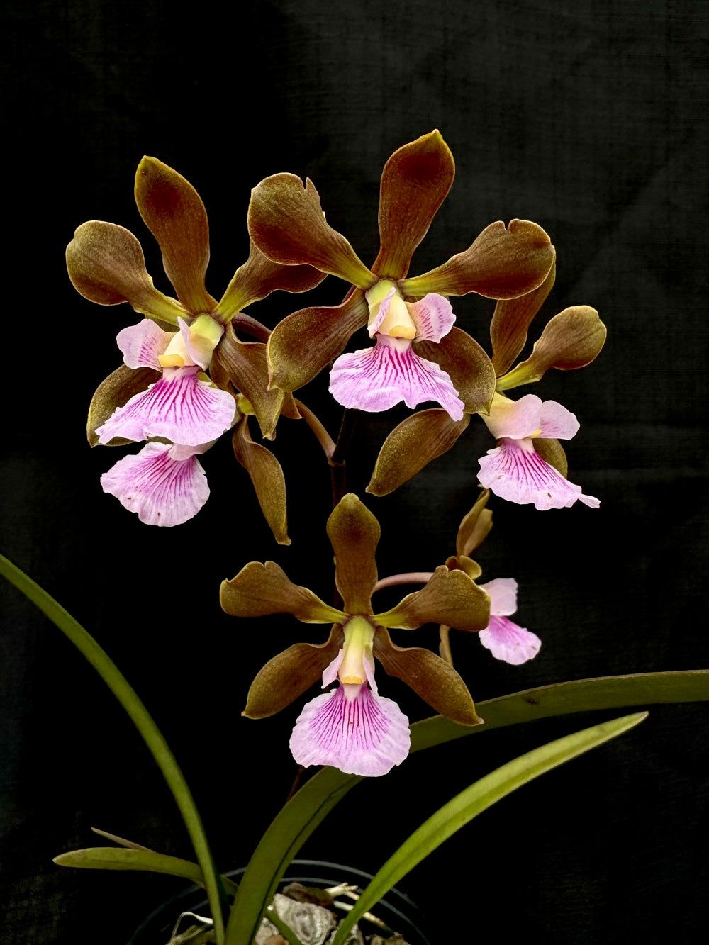 Encyclia Kruger Dusk Encyclia Kruger Dusk