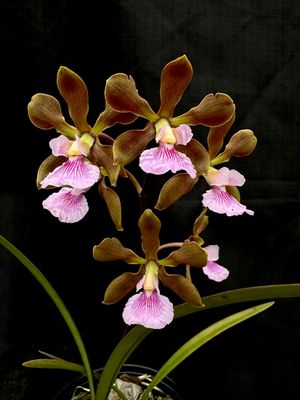 Encyclia Kruger Dusk Encyclia Kruger Dusk