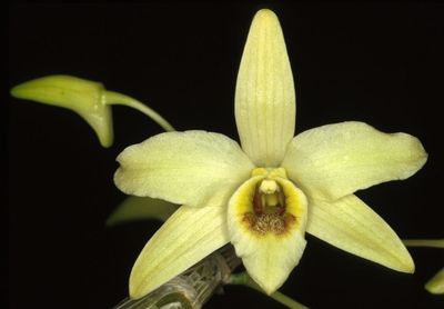 Dendrobium velutinelabrum Dendrobium velutinelabrum