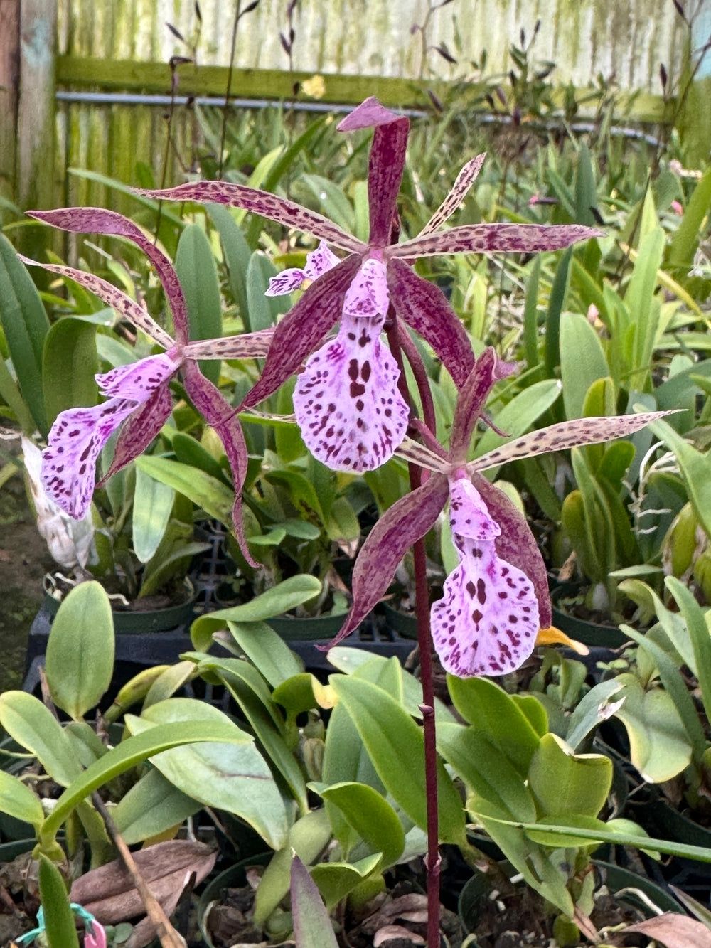 Encyvola David Mc Bean Encyvola David Mc Bean