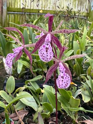 Encyvola David Mc Bean Encyvola David Mc Bean