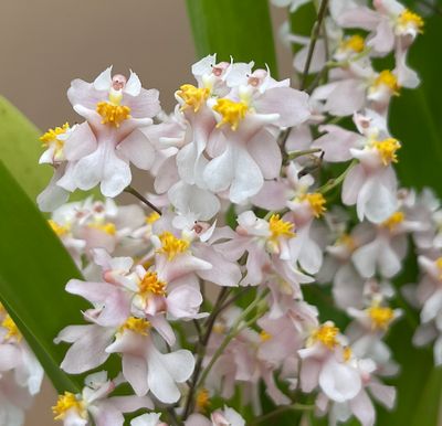 Oncidium Tsiku Marguerite 'CT. Romantic Gantacy'
