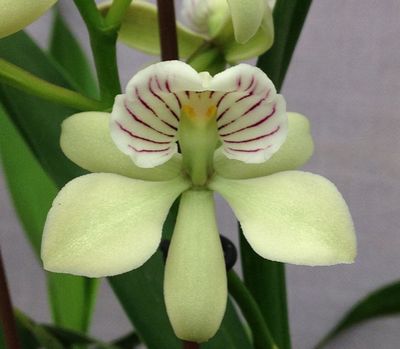 Prosthechea radiata Prosthechea radiata