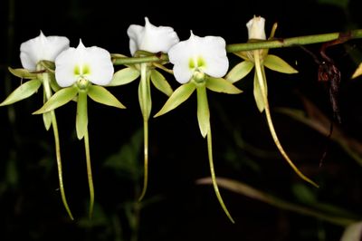 Angreacum Xerophyllum Angreacum Xerophyllum