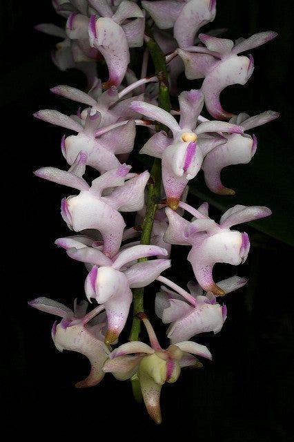 Aerides adorata x sib Aerides adorata x sib