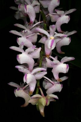 Aerides adorata x sib Aerides adorata x sib