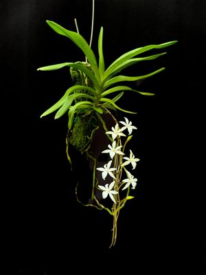 Aerangopus Kruger ivory Aerangopus Kruger ivory