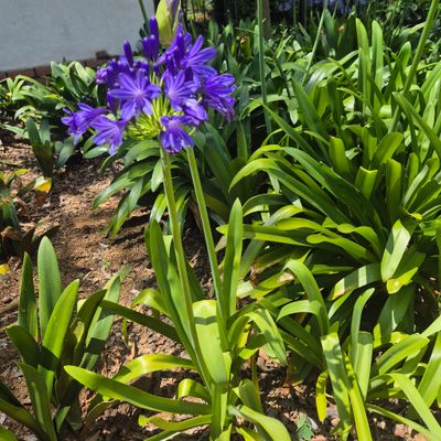 Agapanthus Royal navy Agapanthus Royal navy