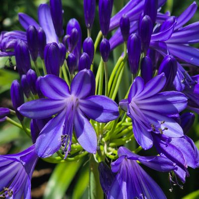 Agapanthus Royal navy