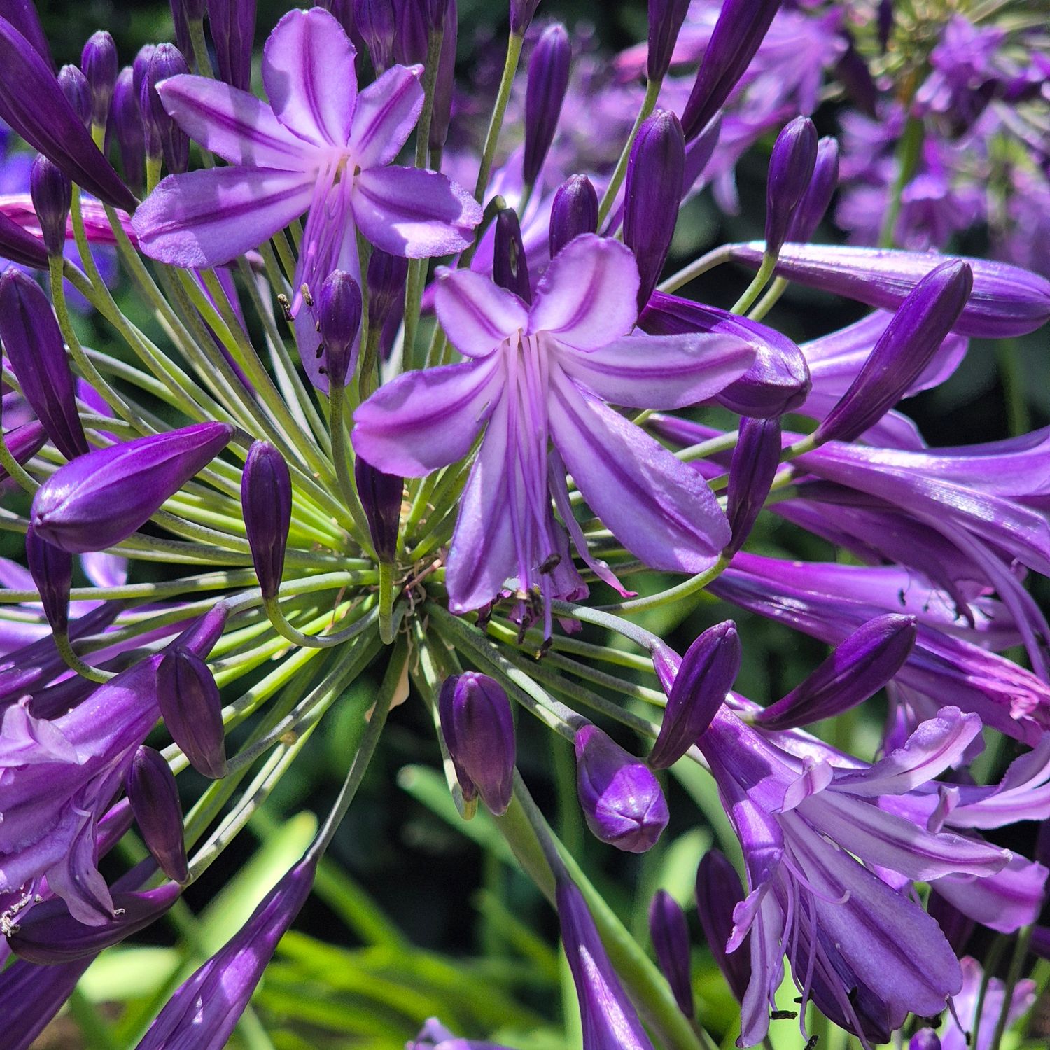 Agapanthus grape nectar