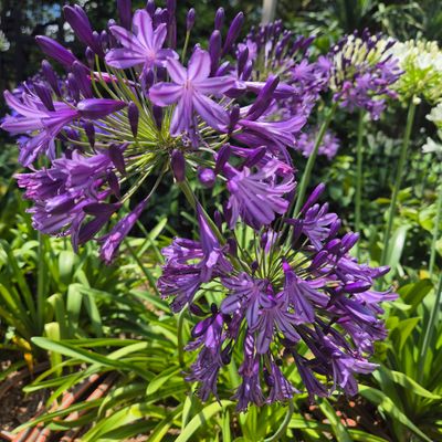 Agapanthus grape nectar