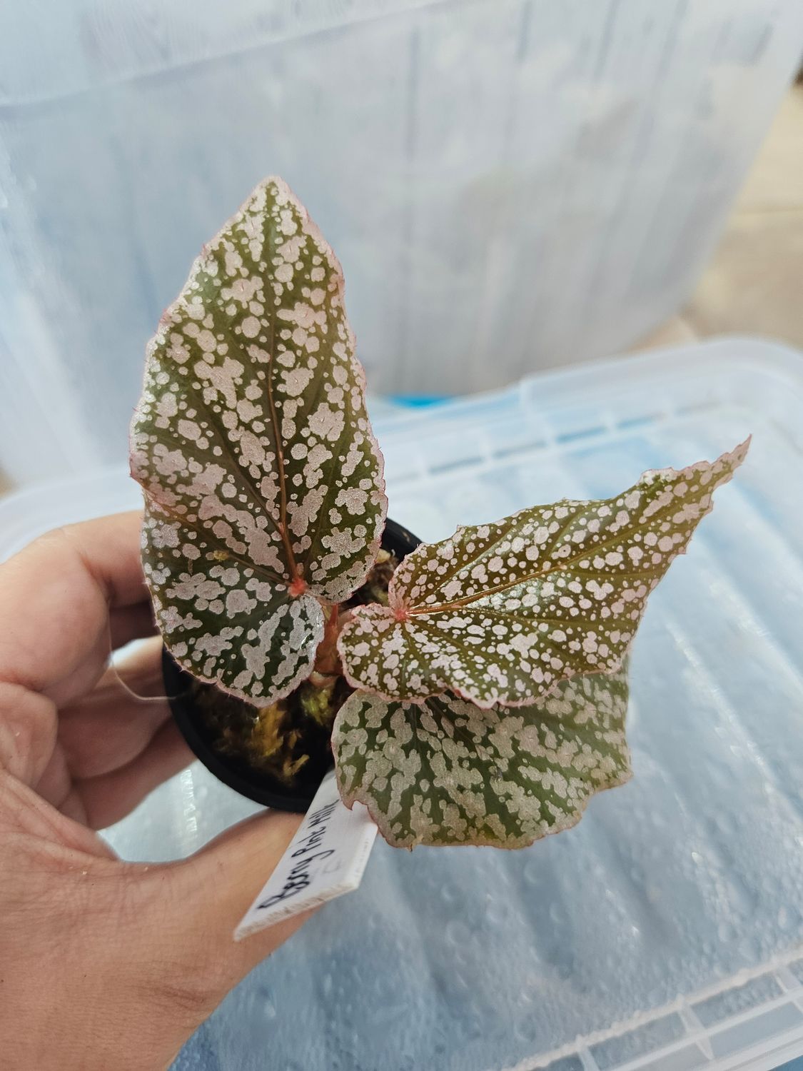 Begonia Berry 'Pink Milk' 5cm pot spagnum moss Begonia Berry 'Pink Milk' 5cm pot spagnum moss