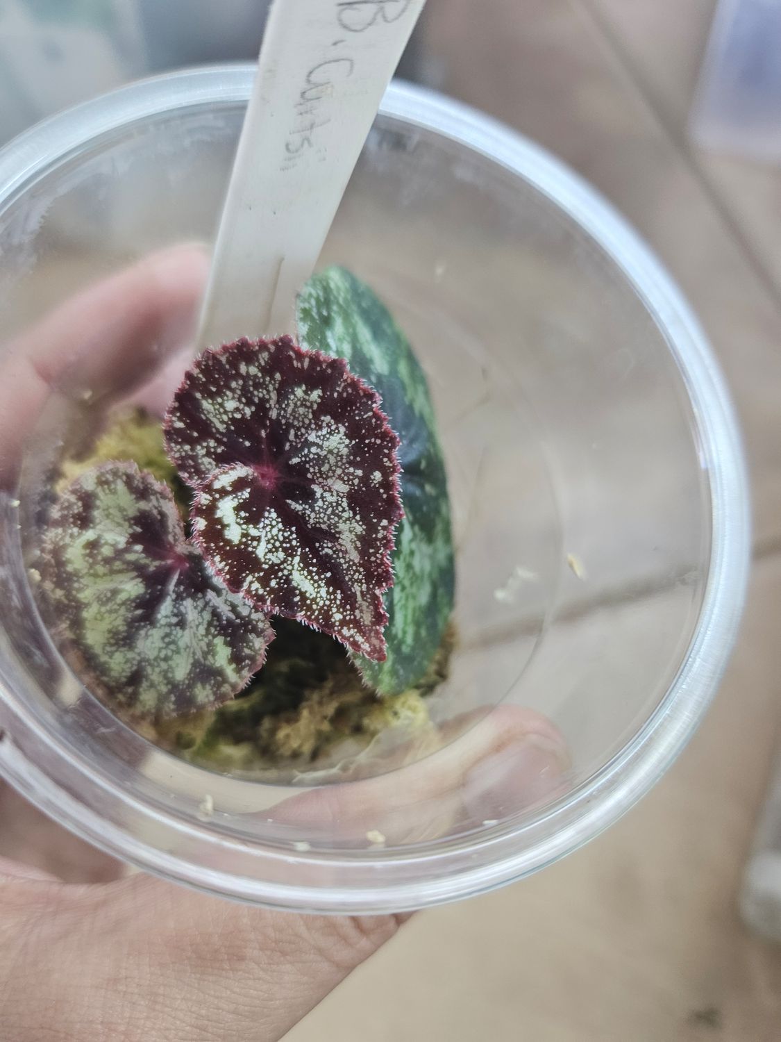 Begonia Curtisii in Spagnum moss cup Begonia Curtisii in Spagnum moss cup