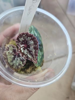 Begonia Curtisii in Spagnum moss cup