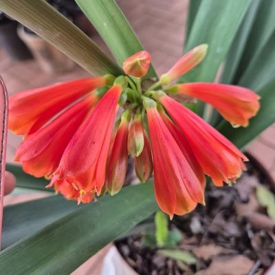 Clivia Bronze Miniata x Nobilis Clivia Bronze Miniata x Nobilis