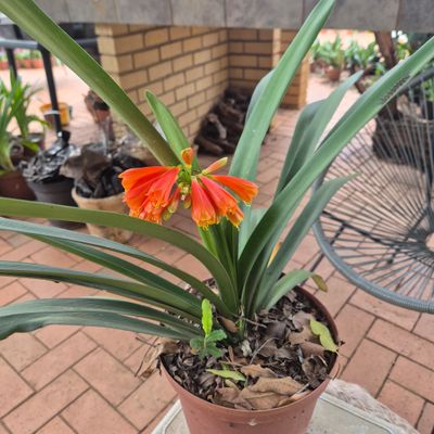 Clivia Bronze Miniata x Nobilis