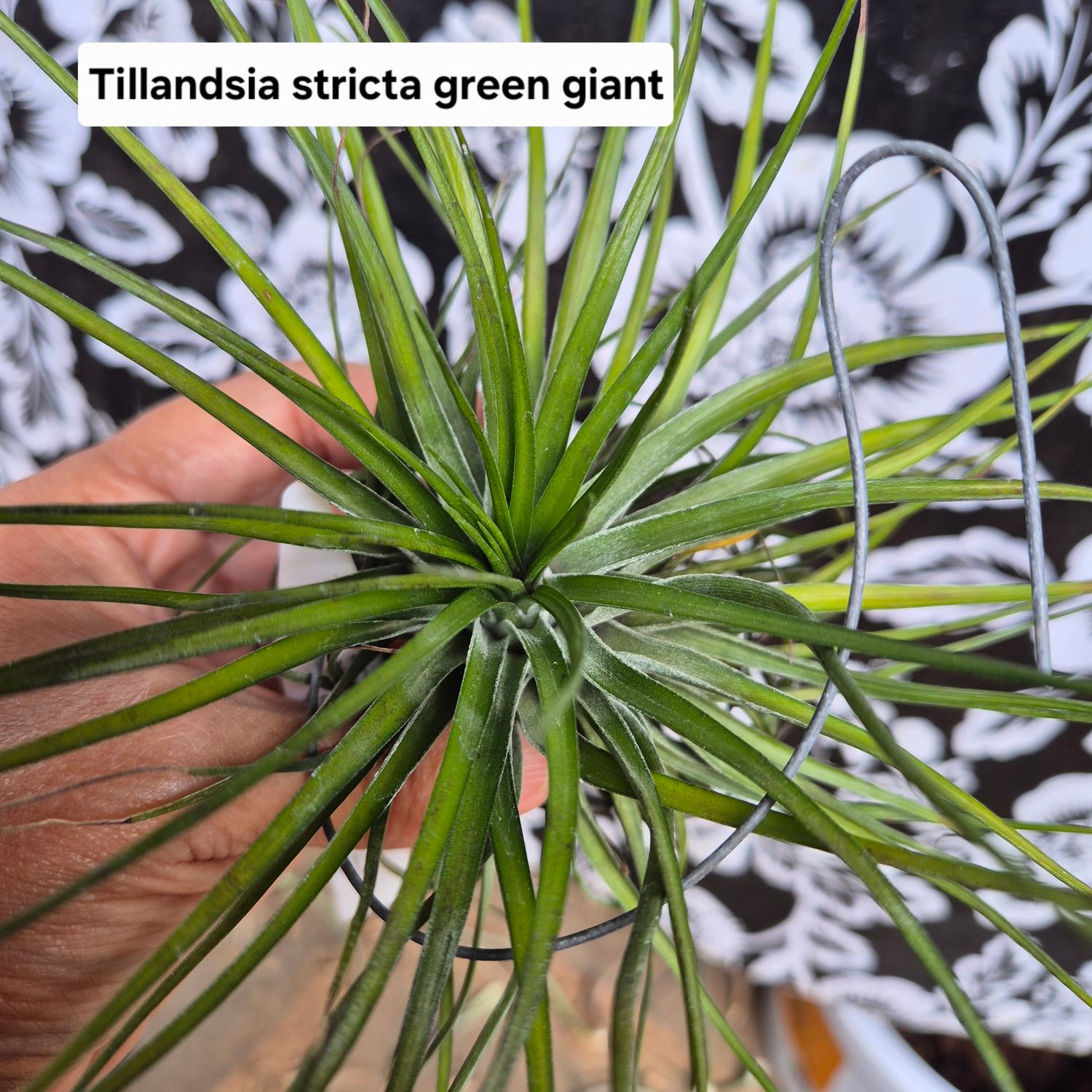 Tillandsia stricta green giant Tillandsia stricta green giant