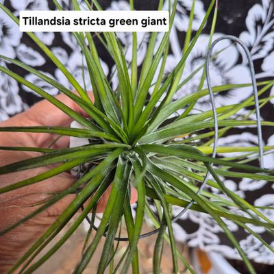 Tillandsia stricta green giant Tillandsia stricta green giant