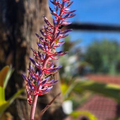 Aechmea noid nr 1 Aechmea noid nr 1