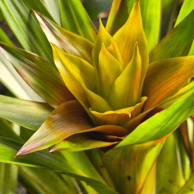 Guzmania Linguilata